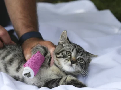 First Aid for Dogs and Cats